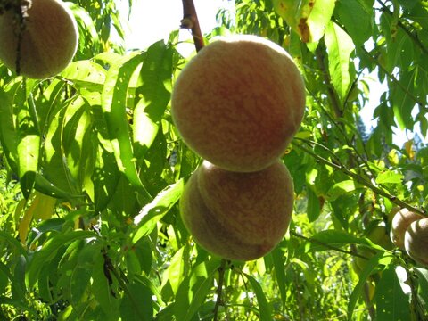 images/stories/virtuemart/product/IMG_5015 (Custom)